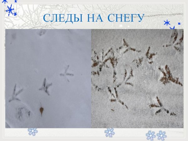 Следы птиц на снегу