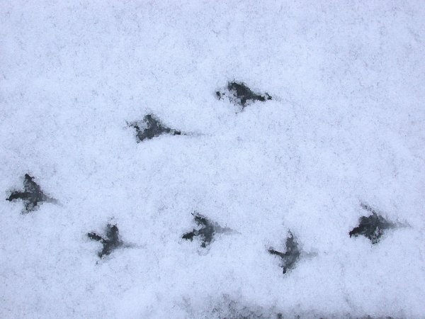 Следы воробья на снегу