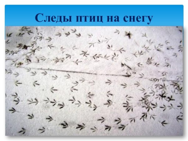Птичьи следы