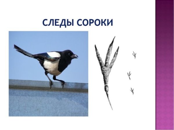Следы воробья