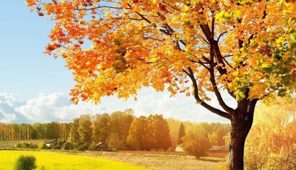 Фон осенний лес