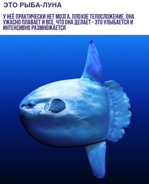 Рыба Луна