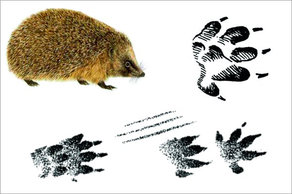 Ёж обыкновенный следы