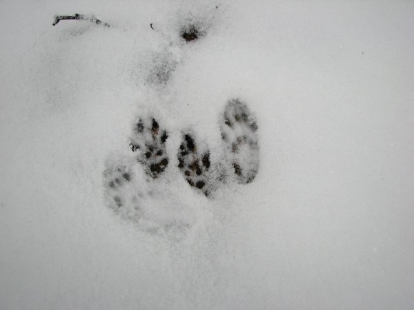 Беличьи следы