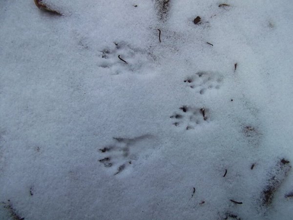 Следы белки летяги на снегу