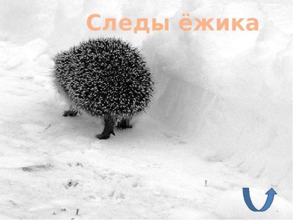 Следы ежа на снегу