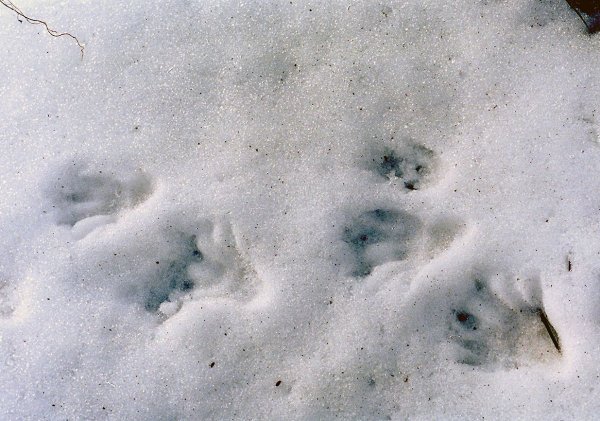 Следы енота на снегу
