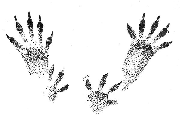 Следы белки летяги