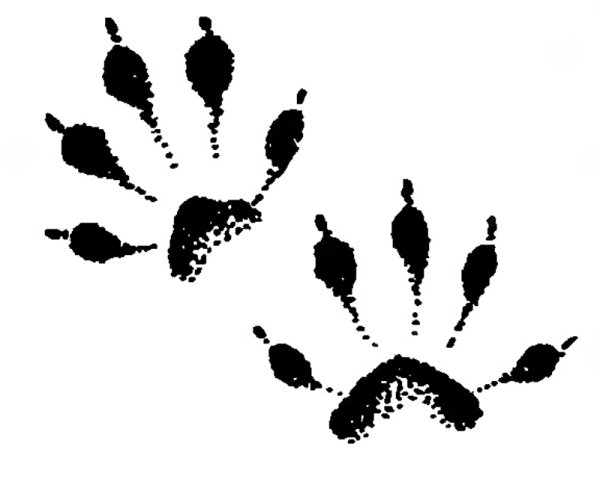 Следы ежа для детей