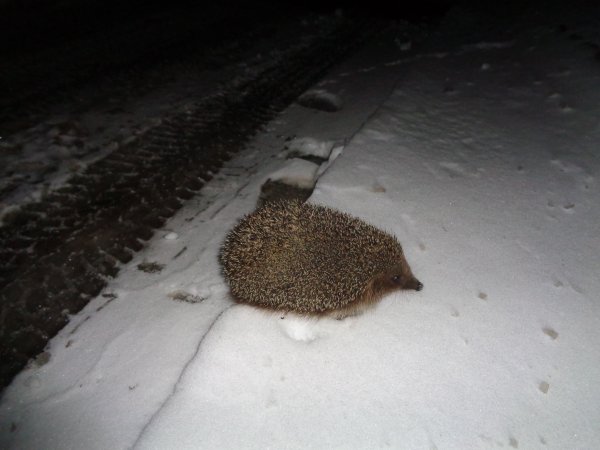 Следы ежика