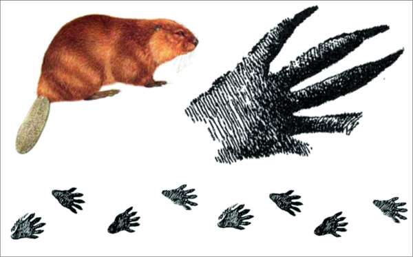 След лапы бобра