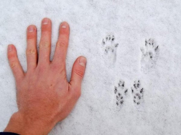 Следы белки летяги