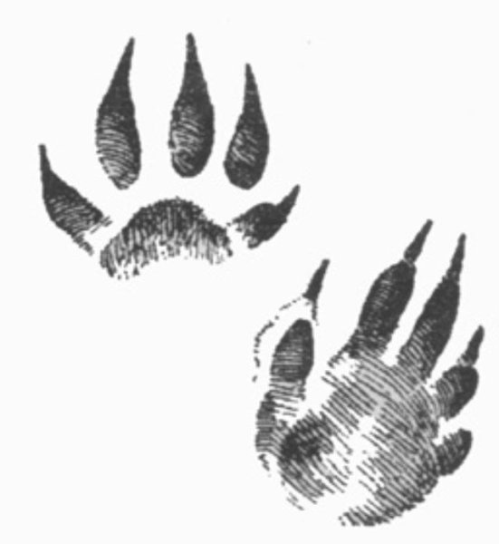 Степной хорь следы