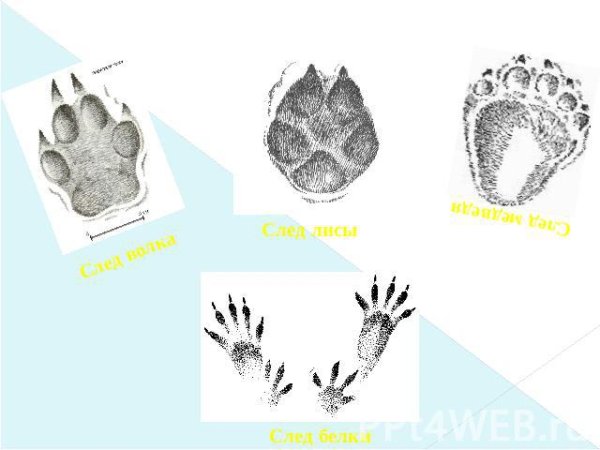 Следы зайца волка белки и лисы