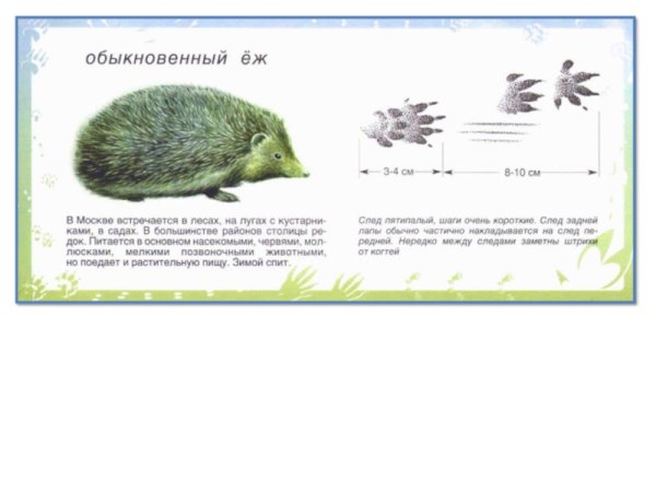 Следы ежа для детей