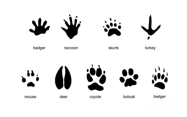 Следы животных с названиями