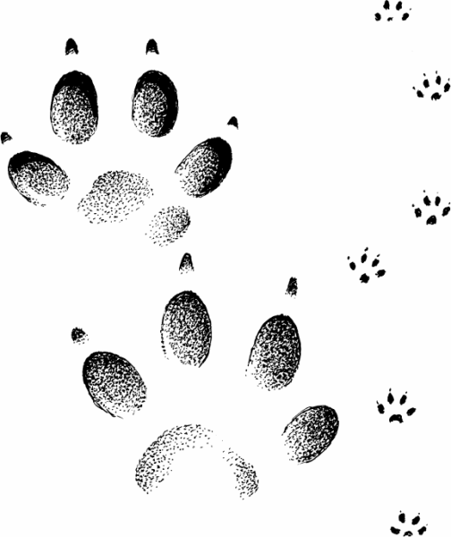 След лисы след енотовидной собаки