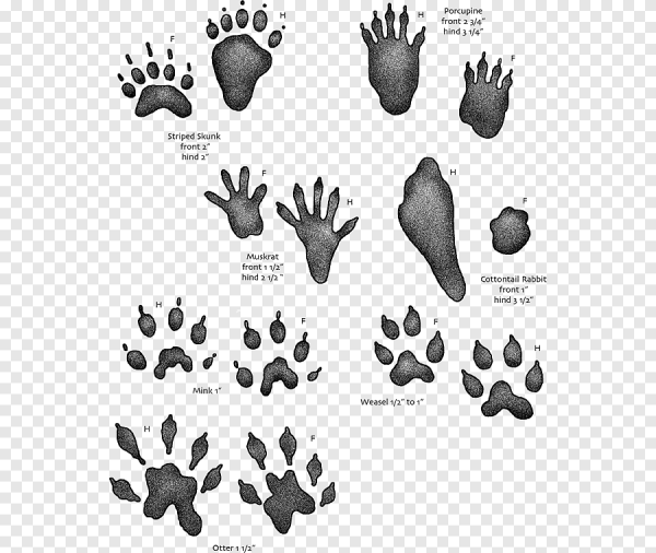 Следы енота полоскуна на земле