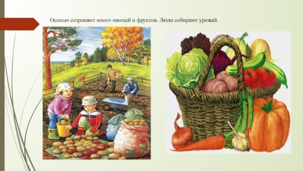 Осенью люди собирают урожай овощей и фруктов