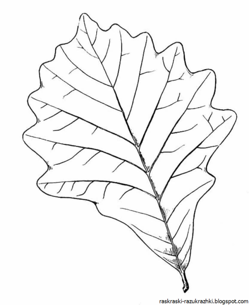 Листья раскраска