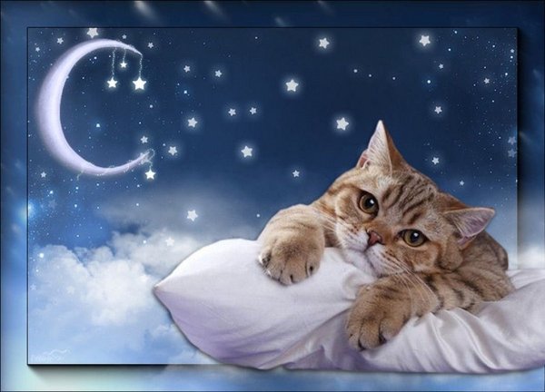 Котята спокойной ночи и приятных снов