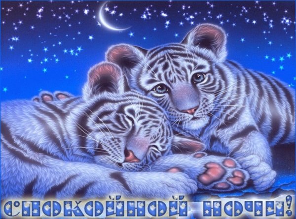 Кентаро Нишино тигры
