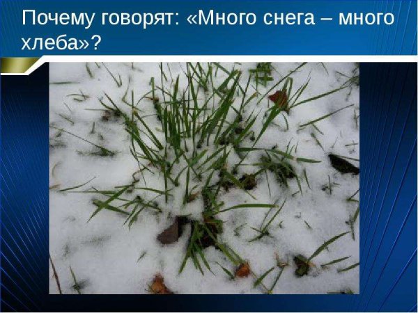 Много снега много хлеба