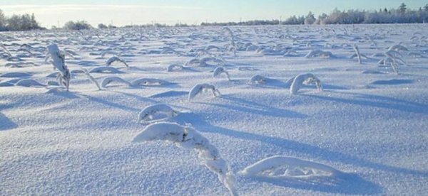 Много снега много хлеба гифки