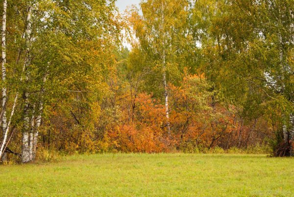 Полянка в осеннем лесу