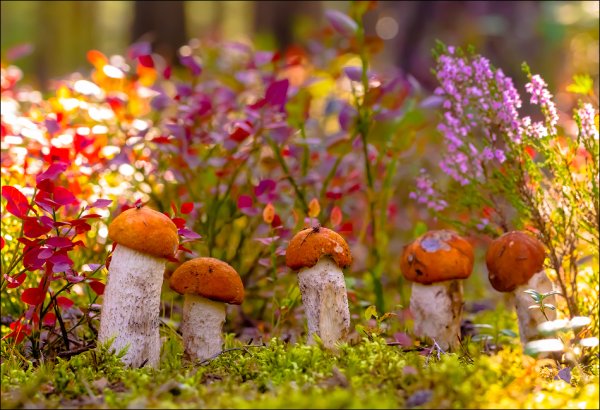 Полянка с грибами