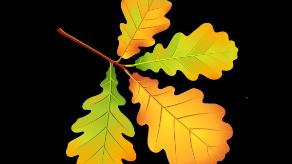 Листья дуба осень