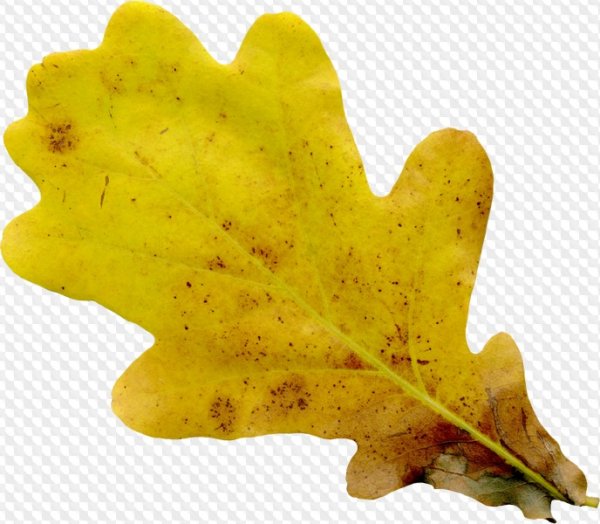 Осенний дубовый лист