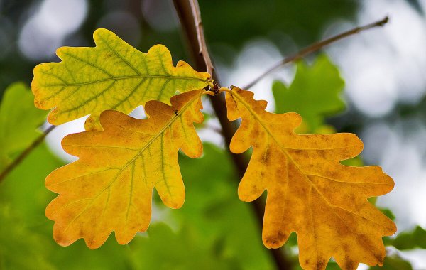 Айди дубовой листвы