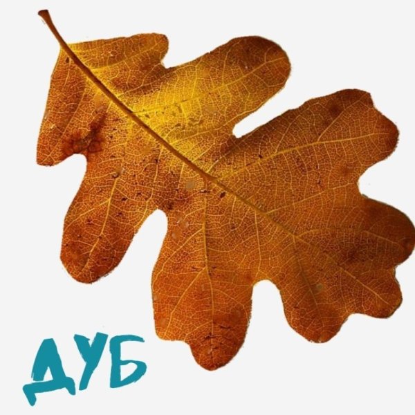 Листок дуба