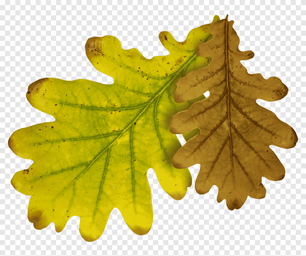 Листок дуба