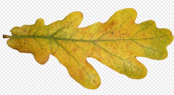 Осенний дубовый лист