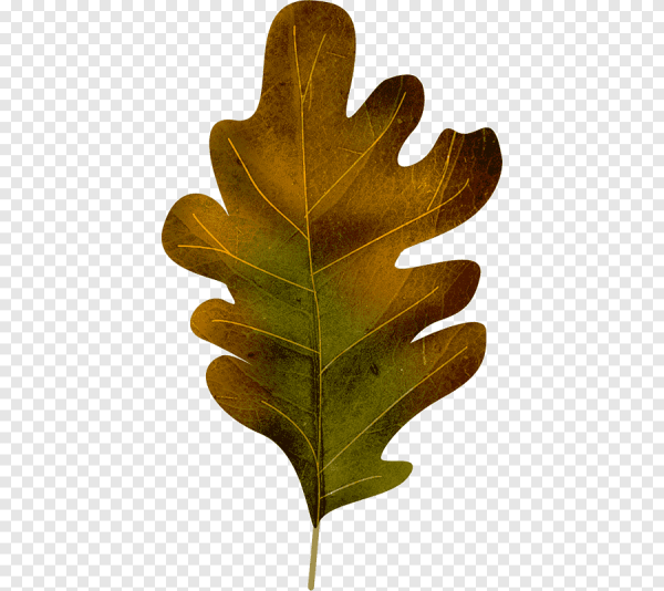 Дубовые листочки