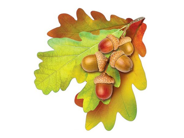 Осенние листья дуба