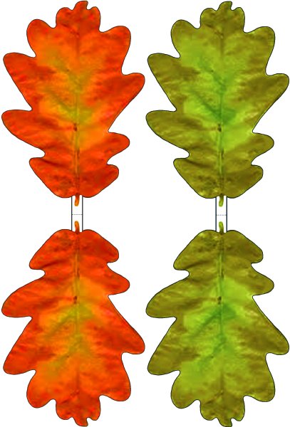 Осенний дубовый лист