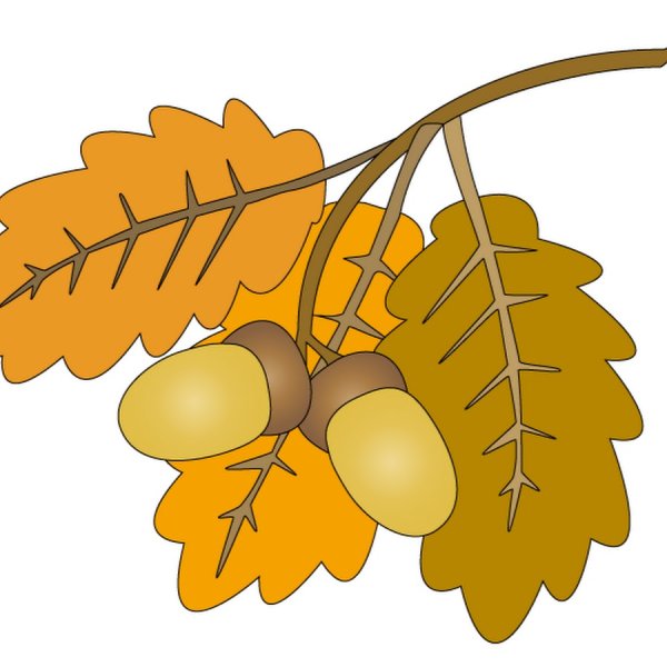 Ветка дуба шаблон