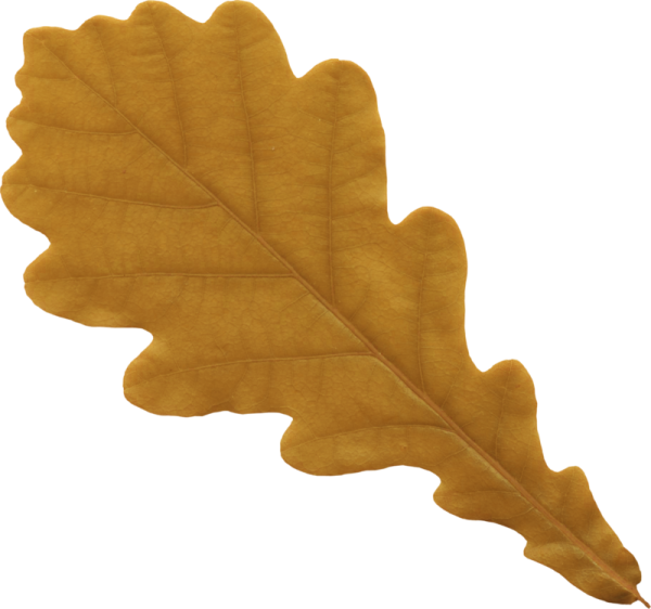 Листок дуба