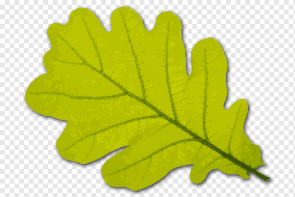 Форма Дубового листа