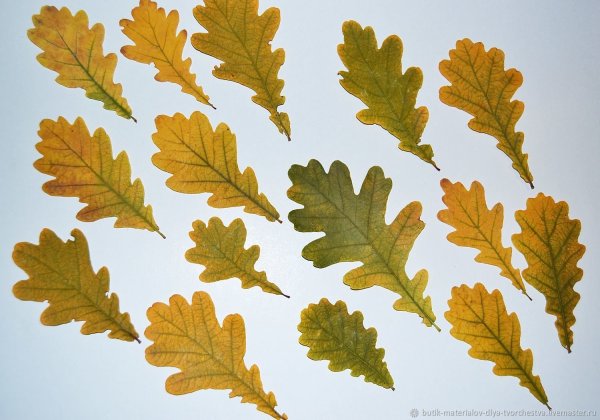 Осенний дубовый лист