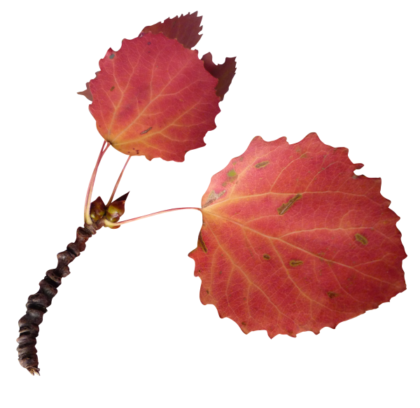 Листок осины