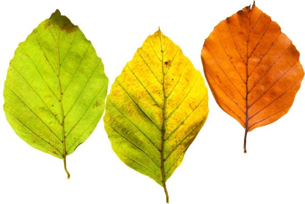 Листик осины