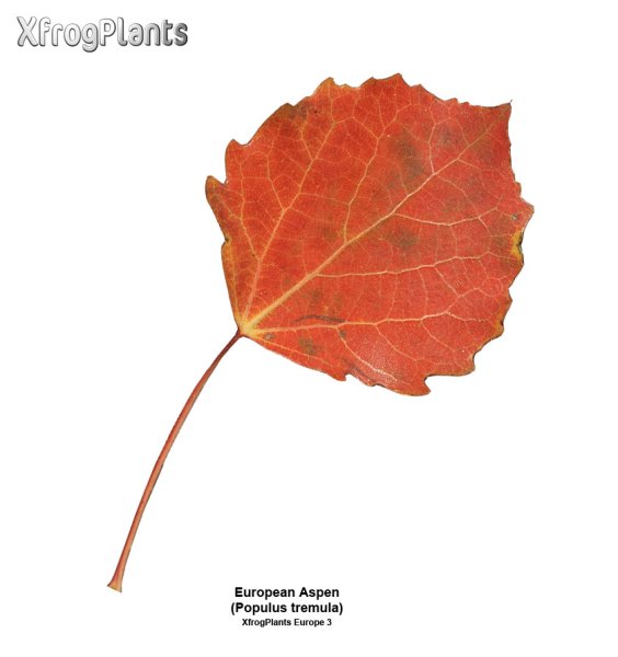 Лист осины на белом фоне