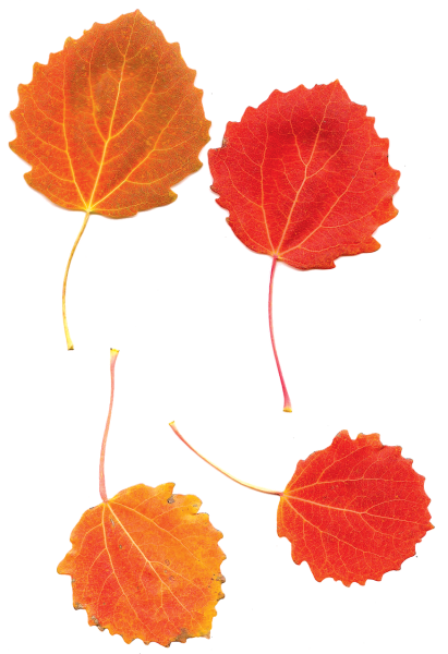 Осенние листья осины