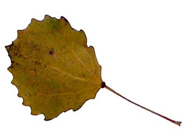 Листик осины