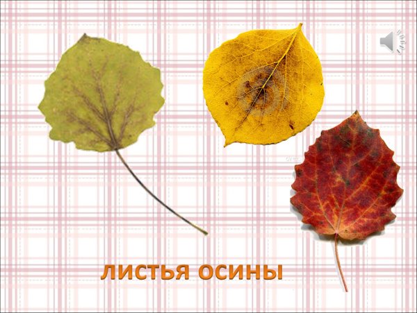 Цветы из осиновых листьев