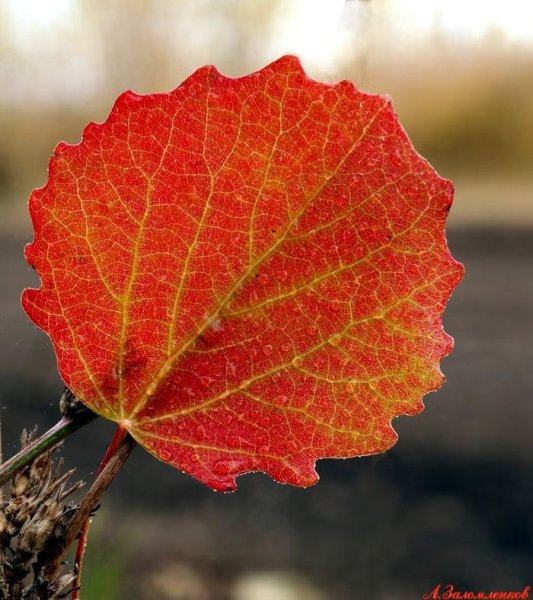 Листки осин осенью